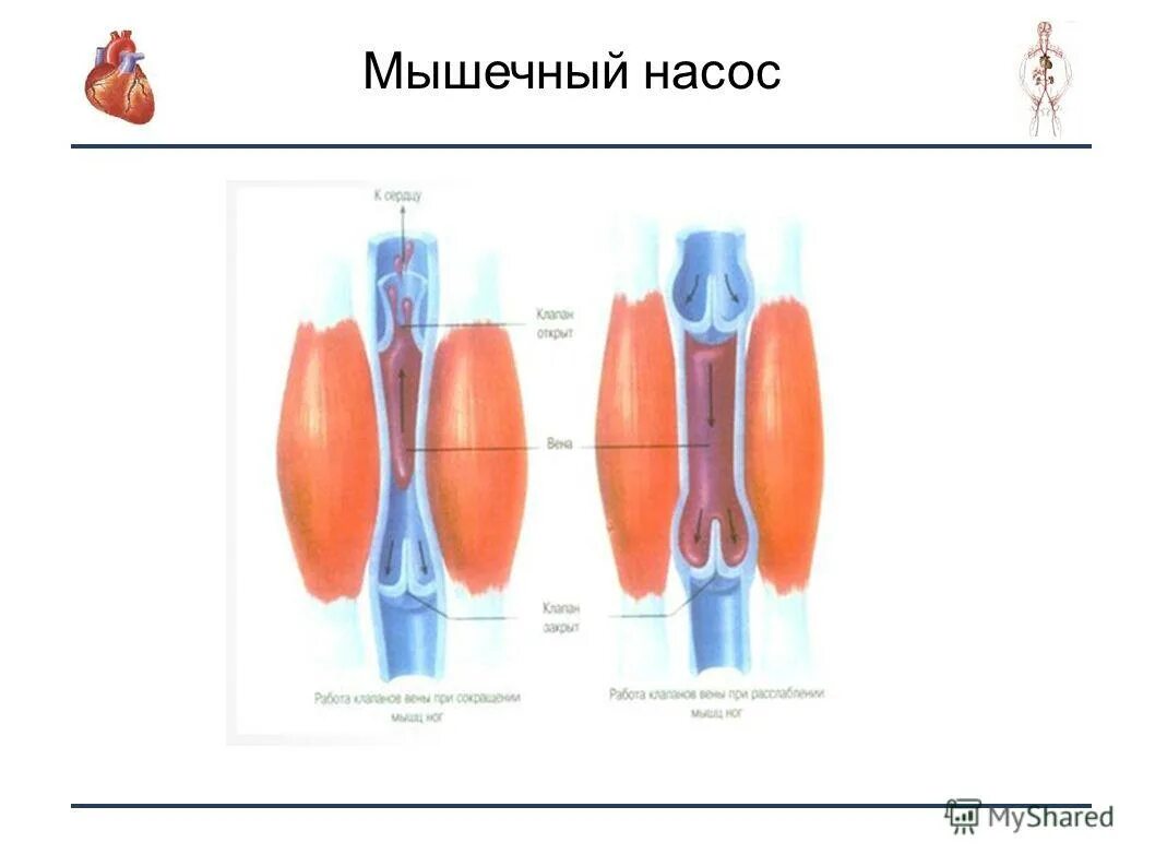 механизм мышечного насоса. понятие мышечный насос это. мышечный насос это. сердце мышечный насос. мышечный насос это.