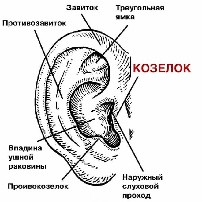 Ушная раковина какое ухо. Строение наружного уха анатомия. Ушная раковина анатомия строение уха. Строение наружного уха анатомия уха. Строение ушной раковины снаружи.