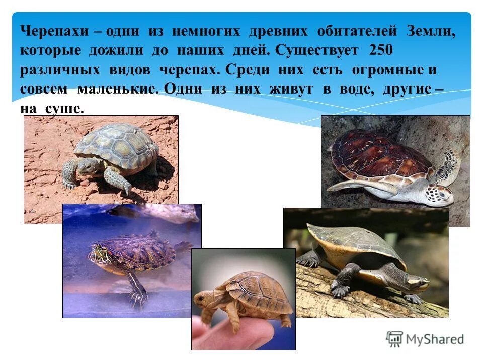 Сообщение о черепах. Описание черепахи. рассказ о черепахе. презентация на тему черепахи. доклад про черепаху.