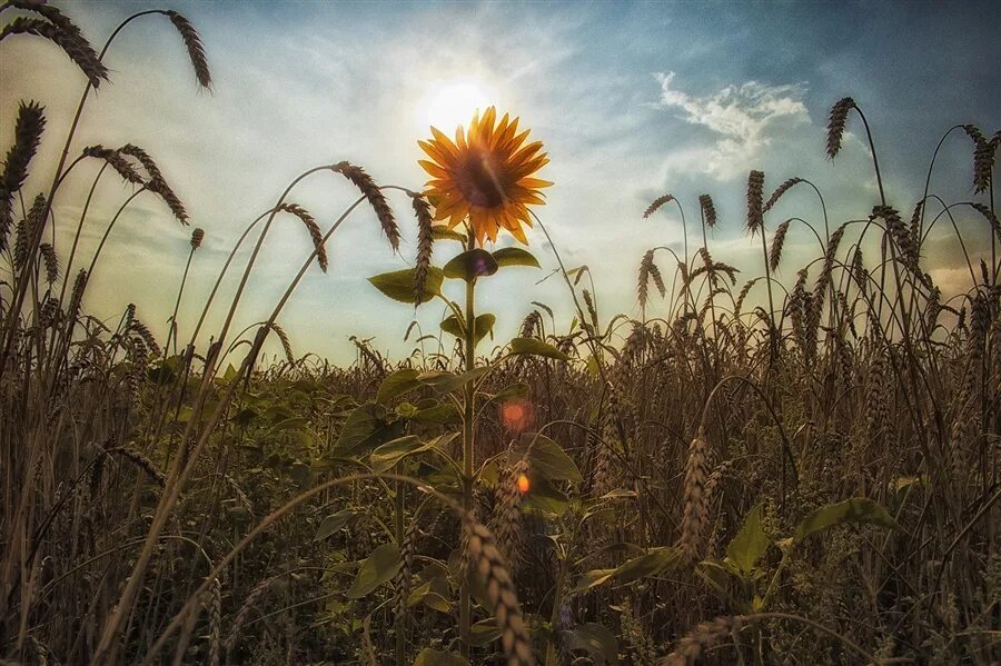 Июль макушка лета Твардовский. Август природа. Лето. Конец августа природа. Начало лето месяц