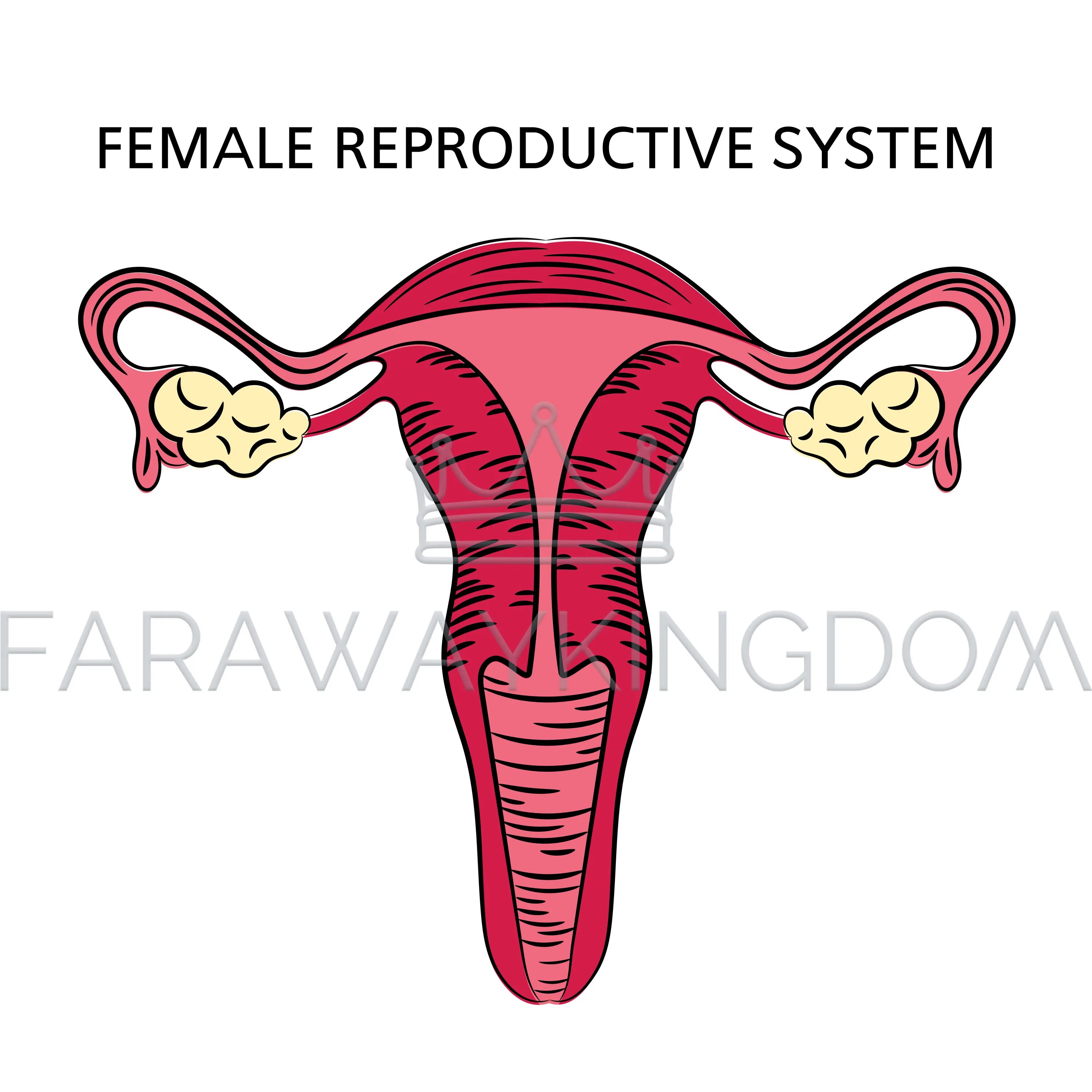 Женская репродуктивная система. Репродуктивное система иллюстрация. Репродуктивная система картинки. Женская репродуктивная система рисунок.