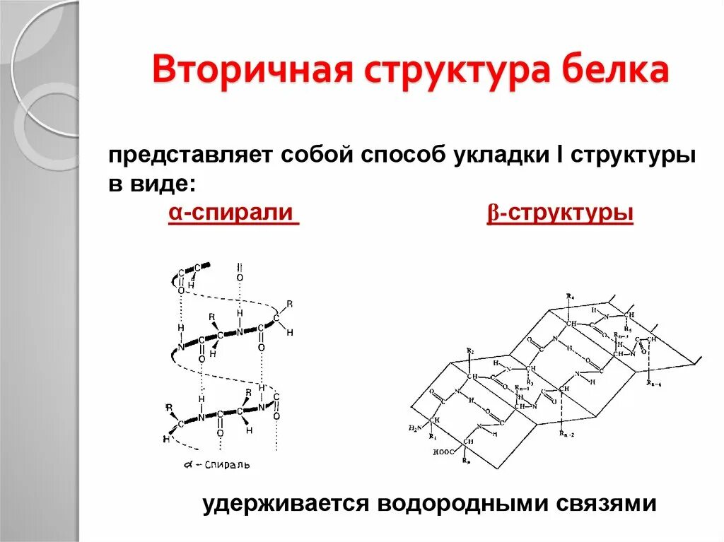 Строение вторичной структуры белка. Вторичная структура белка биохимия рисунок. Вторичная структура белка формула. Схема вторичной структуры белка. Б спираль белка