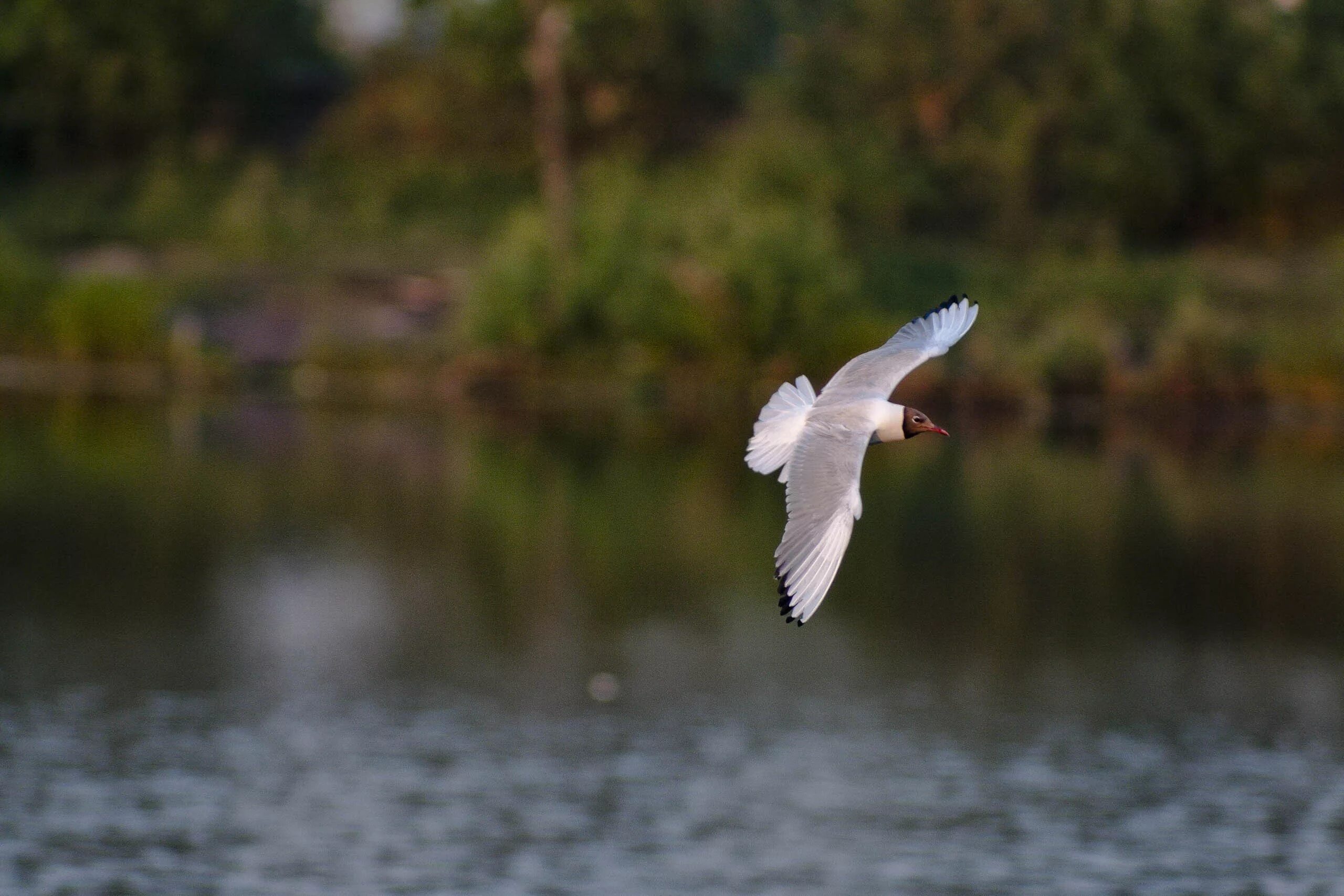 Две птицы в полете. Речная чайка перелетная птица. Птица парит над рекой. Птицы над озером. Лебедь на воде.
