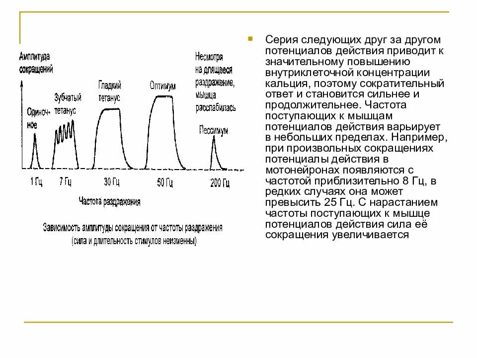 Амплитуда мышечного напряжения. Зависимость амплитуды мышечного сокращения от частоты раздражителя. зависимость амплитуды мышечного сокращения от силы раздражителя. зависимость амплитуды мышечного сокращения от частоты. зависимость амплитуды сокращения мышцы от силы раздражения.