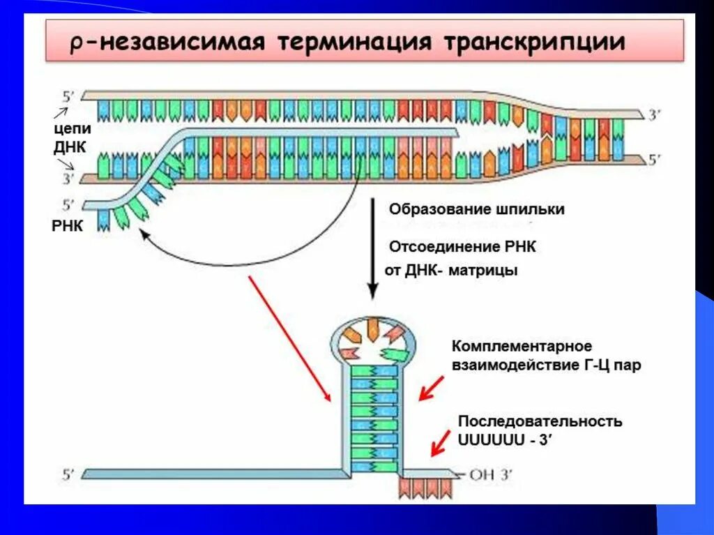 Смысловая и транскрибируемая цепь днк решение. Смысловая кодирующая цепь ДНК. Кодирующая и матричная цепь ДНК. Транскрибируемая цепь ДНК это. Матричная транскрибируемая цепь ДНК.