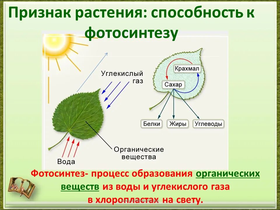 Какая роль зеленых растений. Биология 6 класс схема фотосинтеза у растений. Фотосинтез растений 2 класс биология. Образование органических веществ на свету в процессе фотосинтеза. Фотосинтез у растений 2 класс.