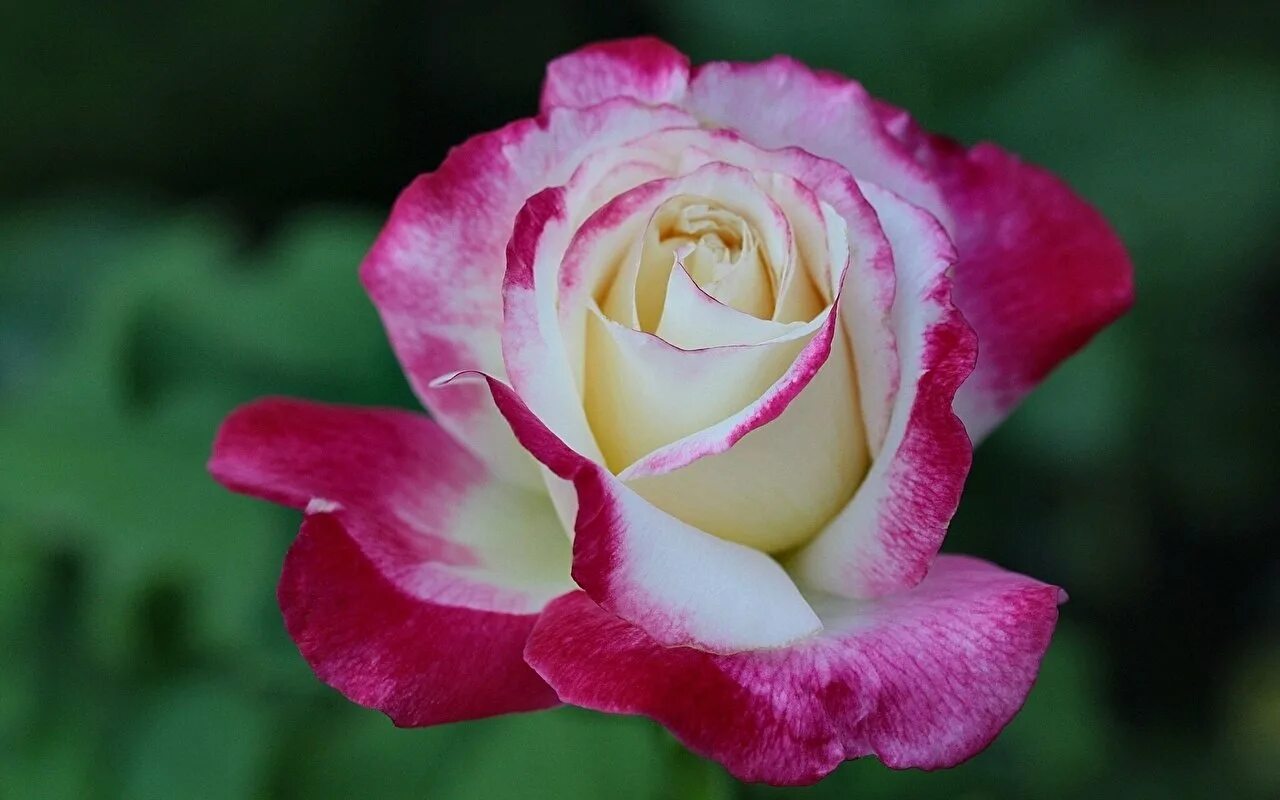 Красивые розы. Качество роз. Цветы розы. Качество роз. Качество роз.