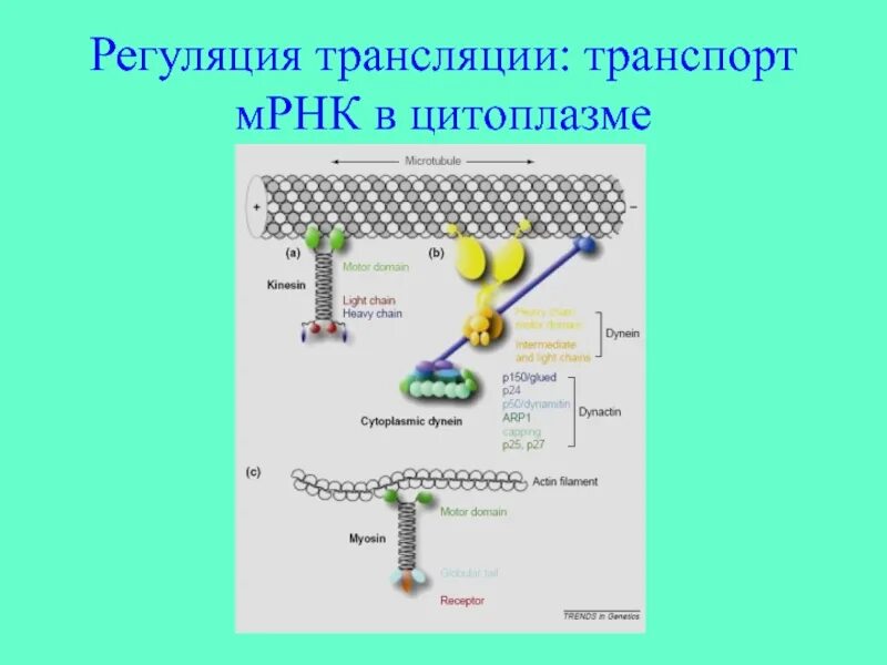 Регуляция трансляции белка. Транспорт МРНК В цитоплазму.. Транспорт зрелой МРНК В цитоплазму. Трансляция МРНК.