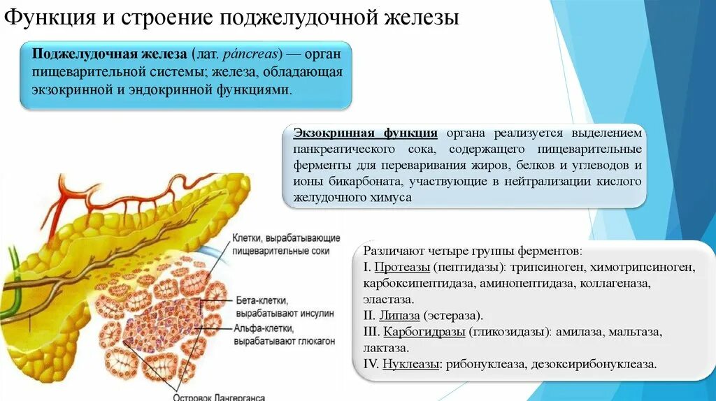 Поджелудочная железа функции таблица