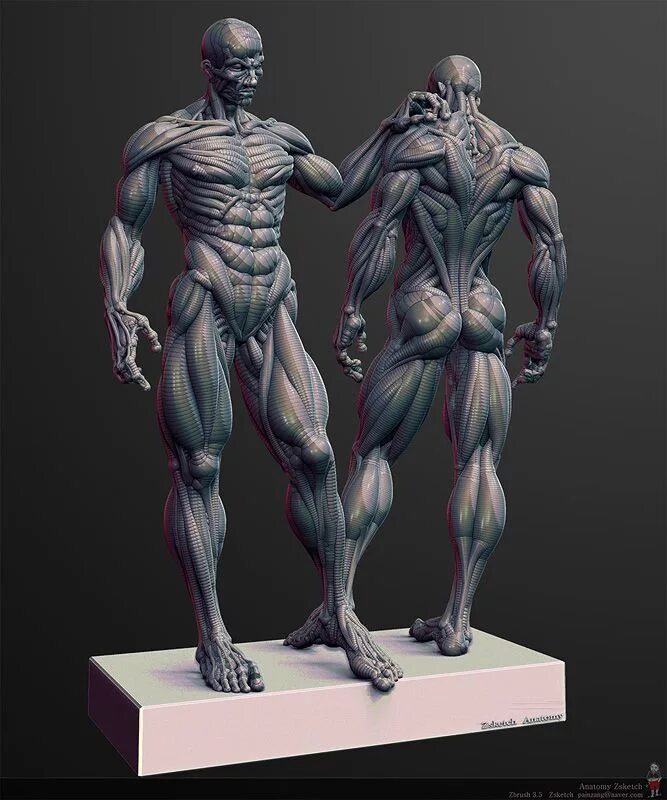 3д модель анатомия. Анатомия збраш. zbrush анатомия человека. мышцы референс 3д. анатомия скульптинг збраш.