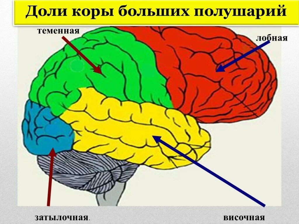 Строение лобной доли коры головного мозга. Строение затылочной доли коры больших полушарий.