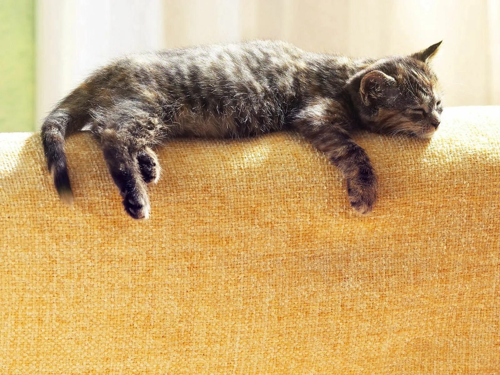 Кот лежит. Кот лежит