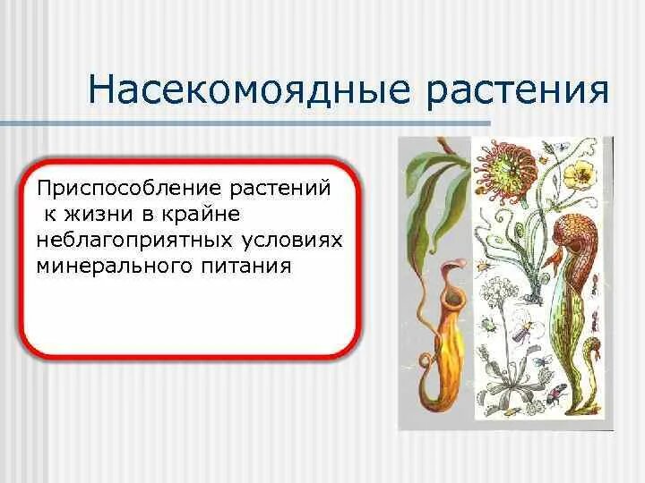 Преобразования у растений