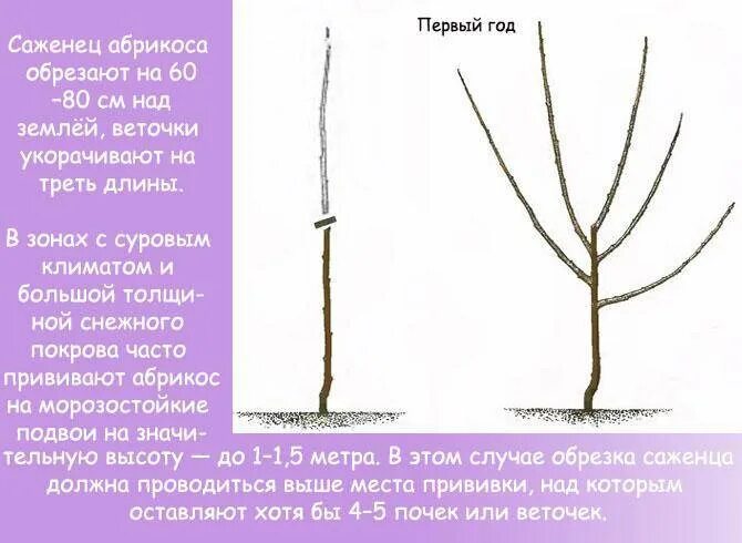 Обрезать ли саженцы при посадке. Правильно сформировать обрезку саженца абрикоса. Обрезать абрикос весной. Персик обрезка весной схема. Весенняя обрезка абрикоса схема.