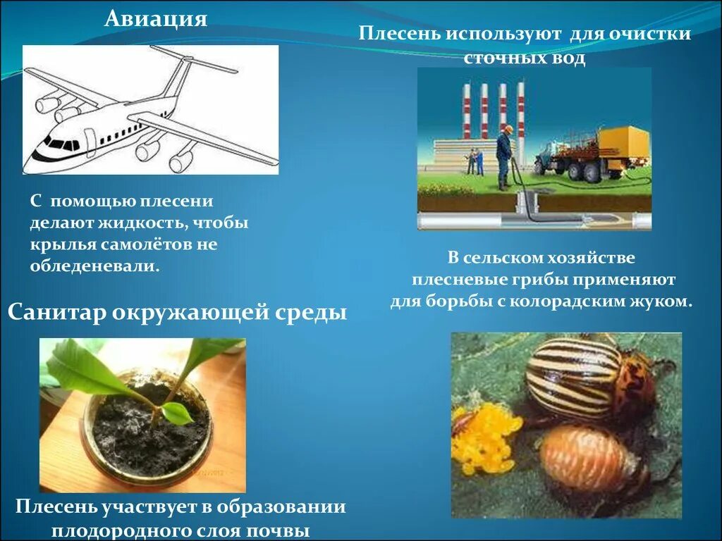 Как используют плесень. Плесень в сельском хозяйстве. плесень в авиации. плесень в жидкости. полезная плесень.