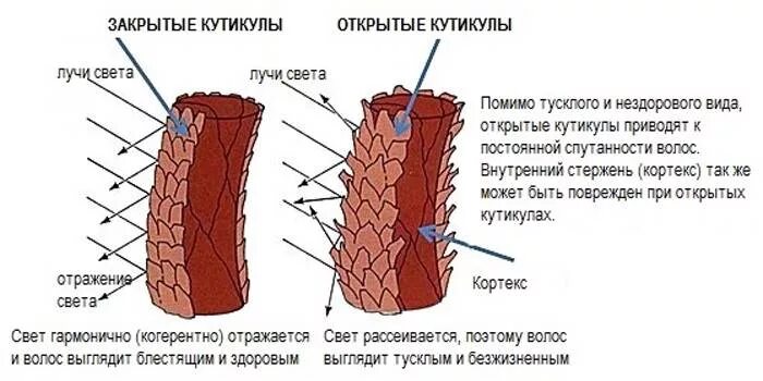 Волосы закрытые чешуйки. Строение волоса чешуйки. строение кутикулы волоса. строение чешуйки кутикулы волоса. структура волоса чешуйки.