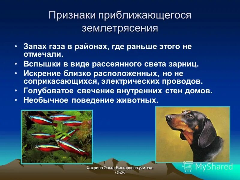 Землетрясение проявление. Признаки приближаюшего землетрясения. Признаки приближения землетрясения. Животные предсказывающие землетрясения. Животные предсказатели землетрясений.