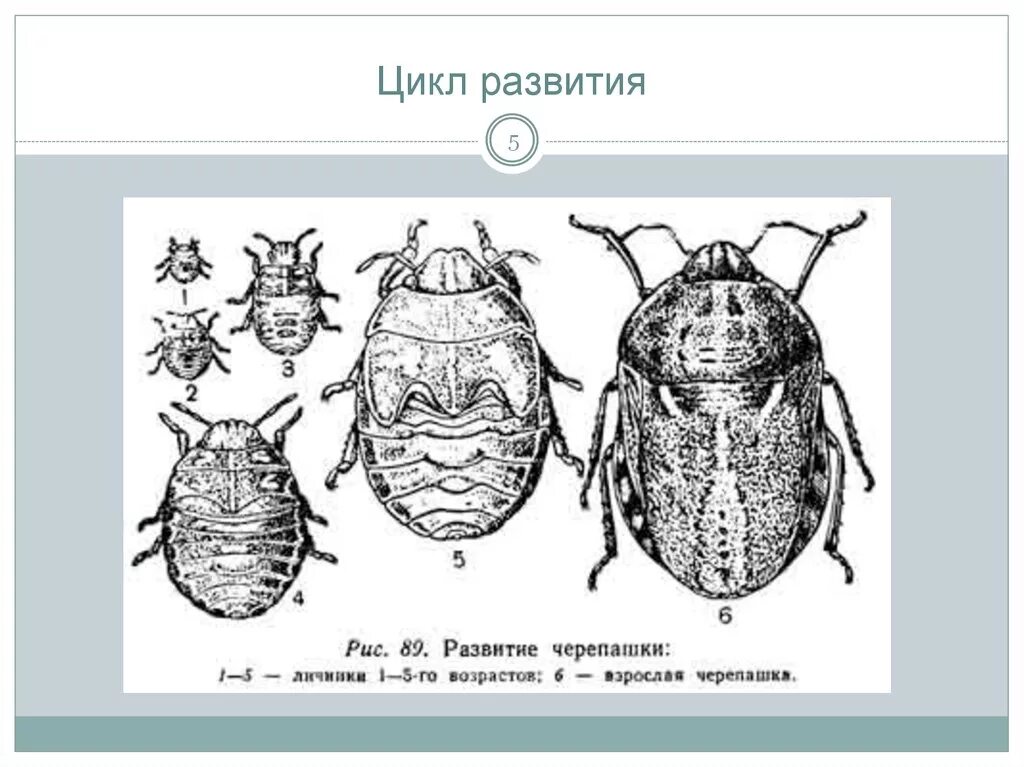 Имаго постельного клопа