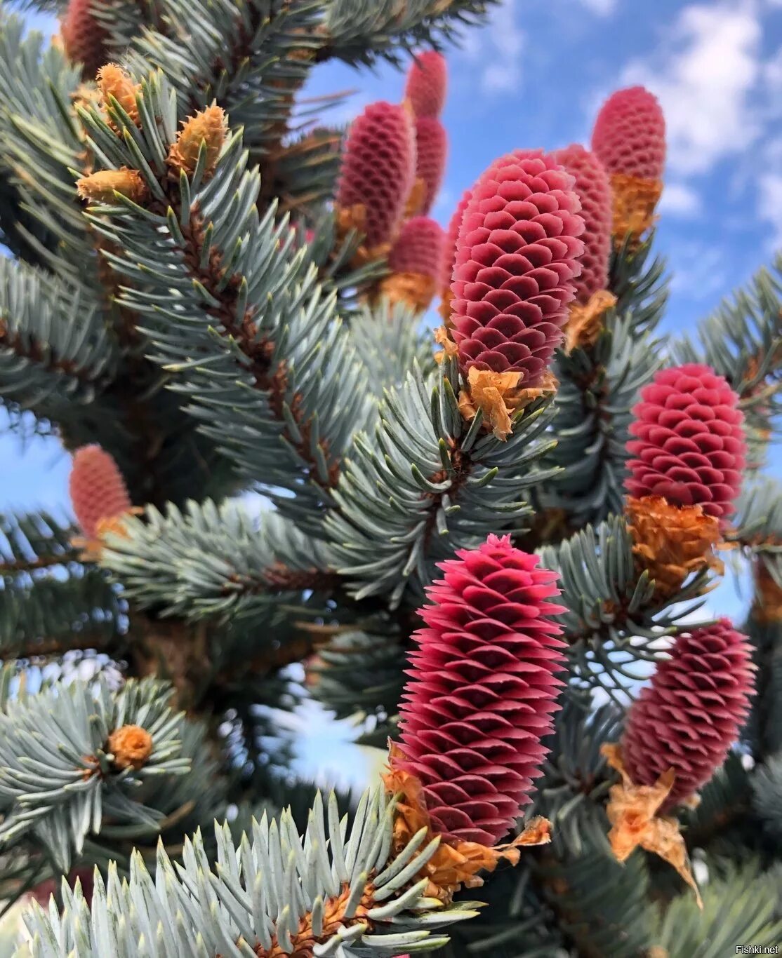 Цветение пихты нобилис. Пихта акрокона. Ель обыкновенная конка. Picea pungens шишка. Хвоинки дерева пихта.