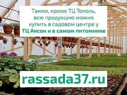 Питомники растений ивановская область