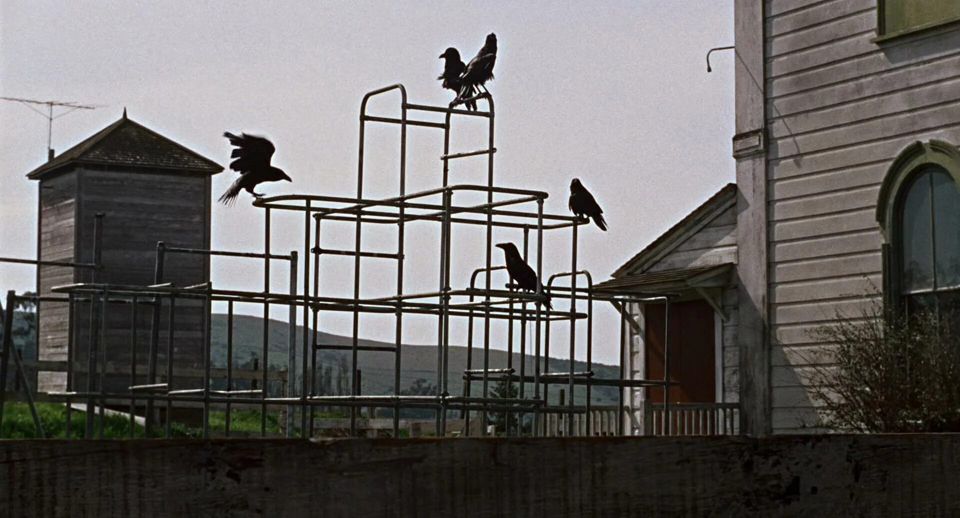 The birds part 1