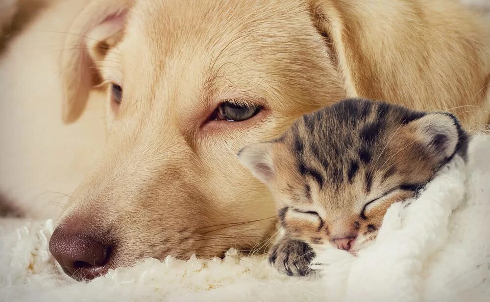 Про кошек и собак. Кошки и собаки. Собака и кошка вместе. Любимые домашние животные. Щенок и котенок.