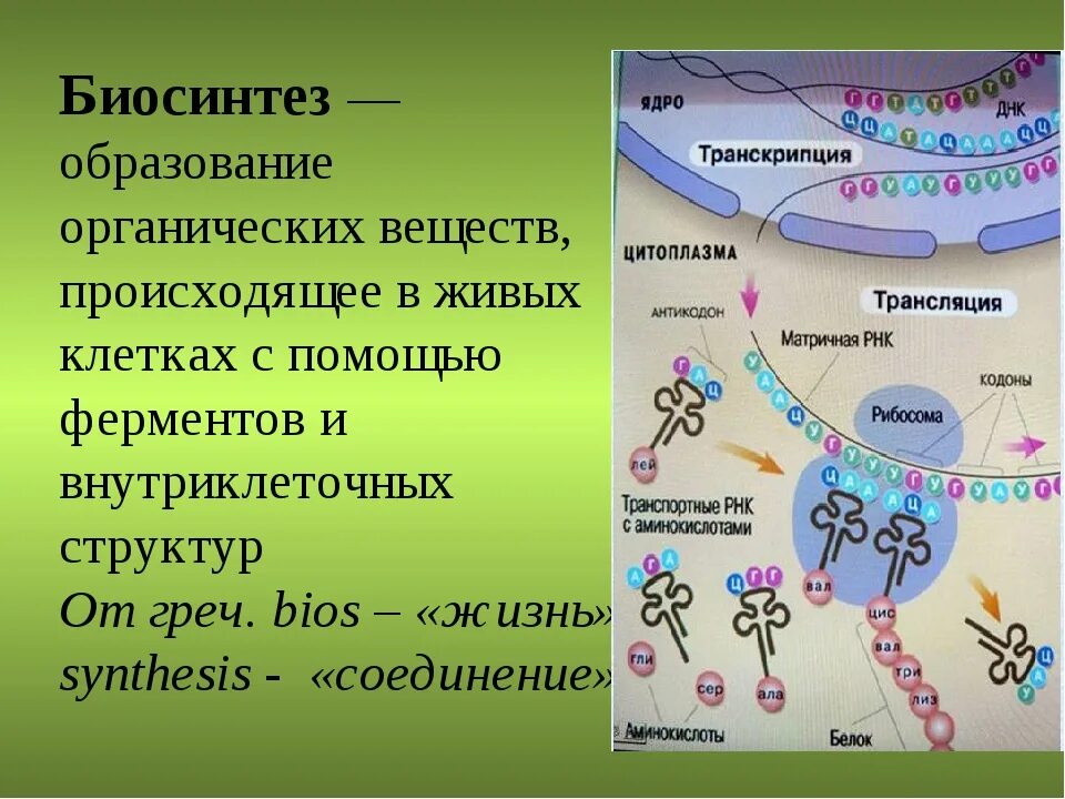 В синтезе белка принимают участие. Биосинтез белка в живой клетке 9 класс. Биосинтез белка в живых организмах. Химически Синтез белков.