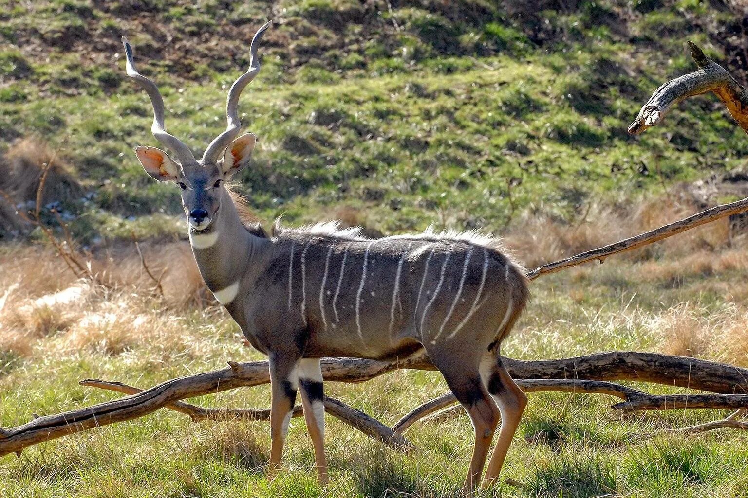 Антилопа южной африки 5. Антилопа Kudu. Винторогая антилопа. Антилопа винторогая Сайгак. Винторогая антилопа большой куду.