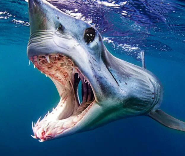 Опасна ли акула мако. Акула мако. Мако акула хвост.