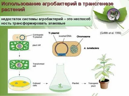 Растительные механизмы