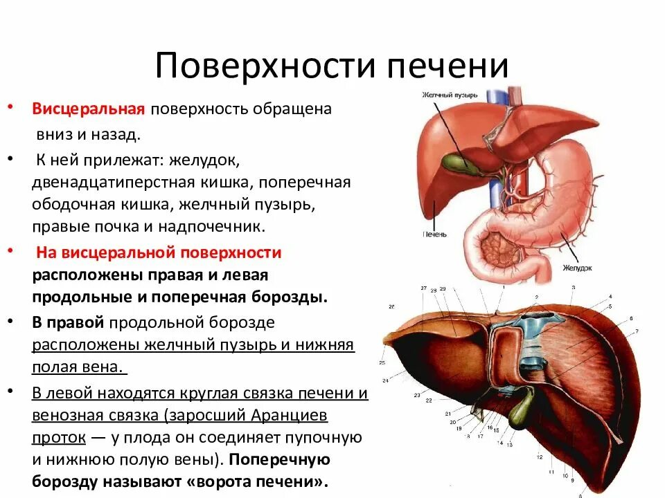 К какому органу относится печень. Связки печени на висцеральной поверхности. Висцеральная поверхность печени анатомия. Печень висцеральная поверхность ворота печени. Диафрагмальная и висцеральная поверхность печени.