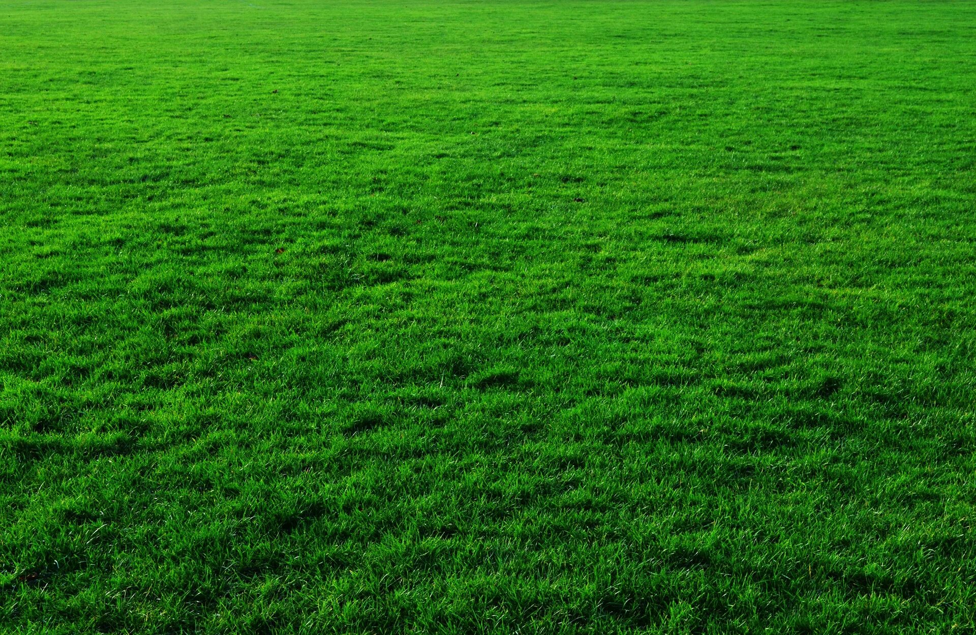 Трава трава у дома зеленая. Футбольное поле газон. Зеленый газон. Футбольное поле фон. Красивый зеленый газон.