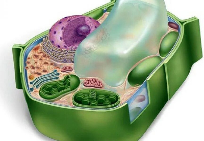 Вакуоль растительной клетки биология. Vacuole in animal Cell. Растительная клетка. Клетке и т д в