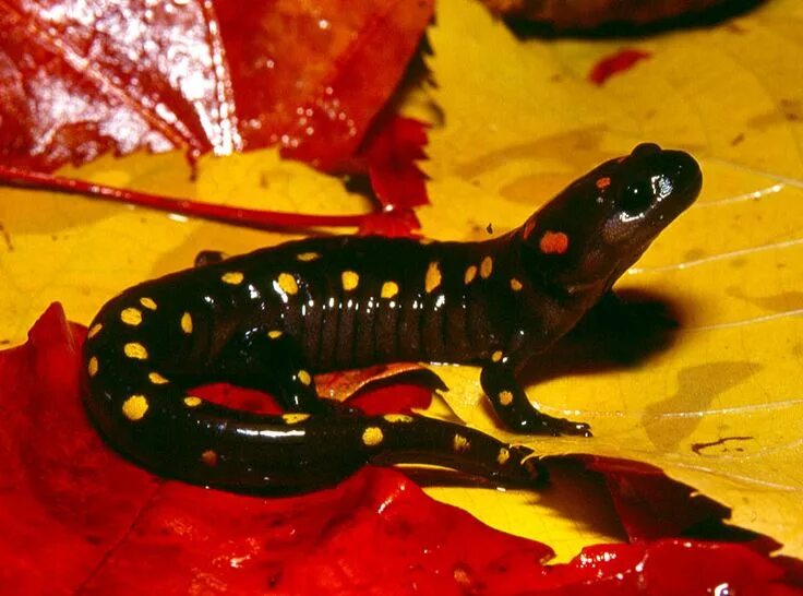 Как выглядит саламандра в реальной жизни фото Аксолотль белый (Ambystoma mexicanum) купить недорого в Москве Амигофиш