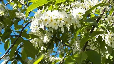 Слушать отцвела черемуха