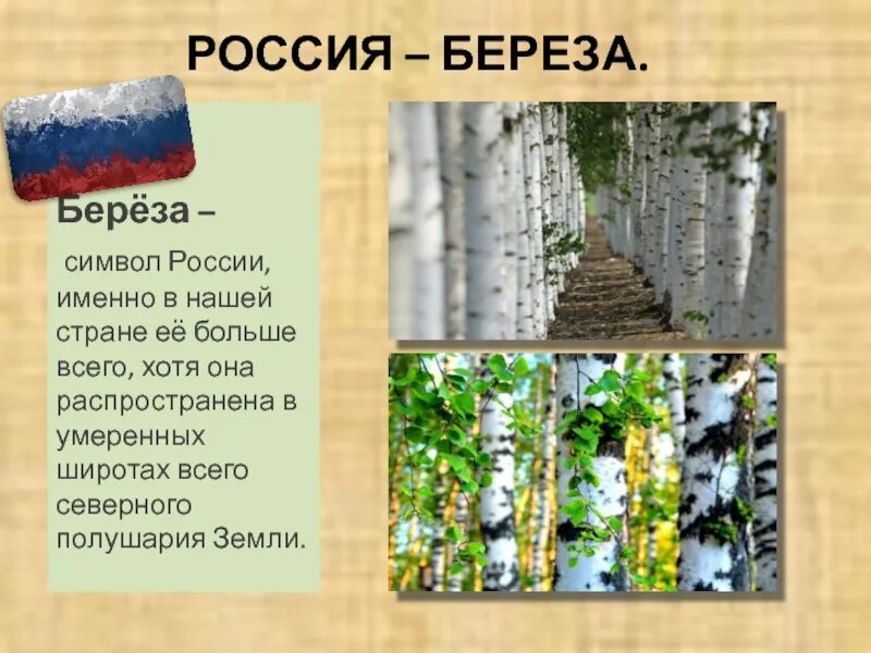 Береза символ России. Береза символ. Неофициальные символы России береза. Берёза-символ России презентация.