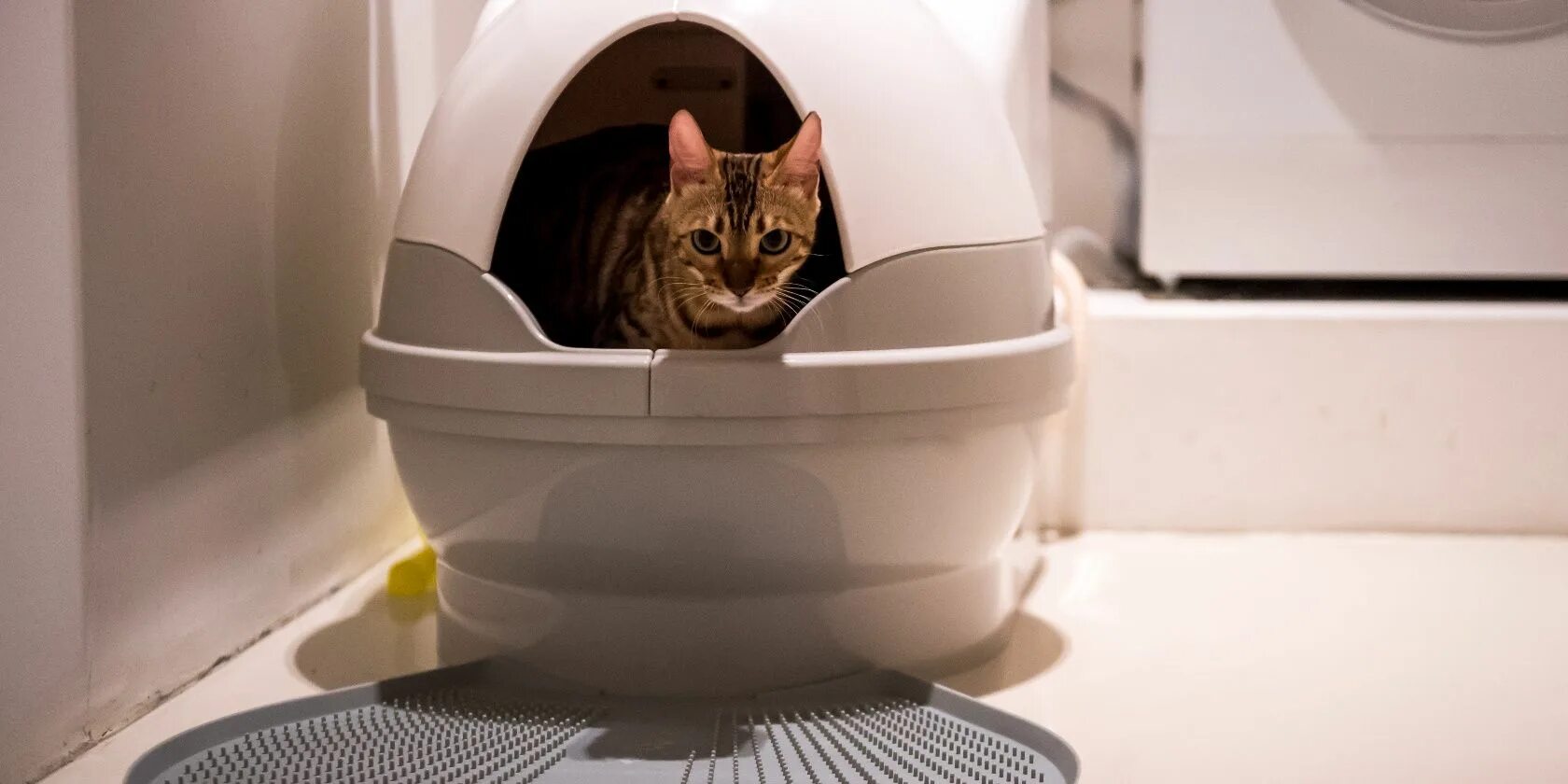 самоубирающийся лоток для кошек. умный кошачий туалет xiaomi petkit. Cat litter наполнитель древесный. туалет для кошек. туалет-домик для кошек petsafe scoopfree ultra 70.