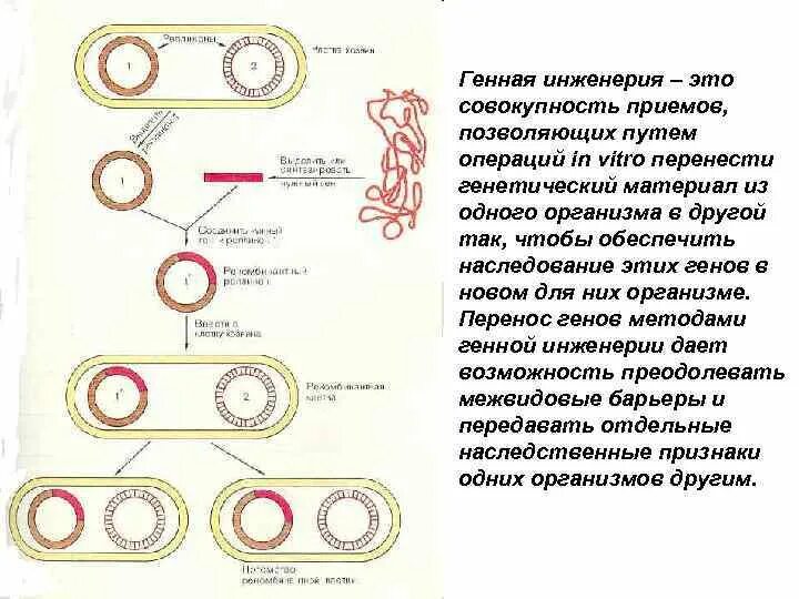 Горизонтальный перенос генов схема. Горизонтальный перенос генов (ГПГ). Горизонтальный перенос генов у бактерий. Горизонтальный перенос генов плазмиды. Наследственный перенос