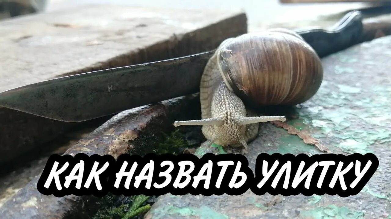 Как назвать улитку девочку