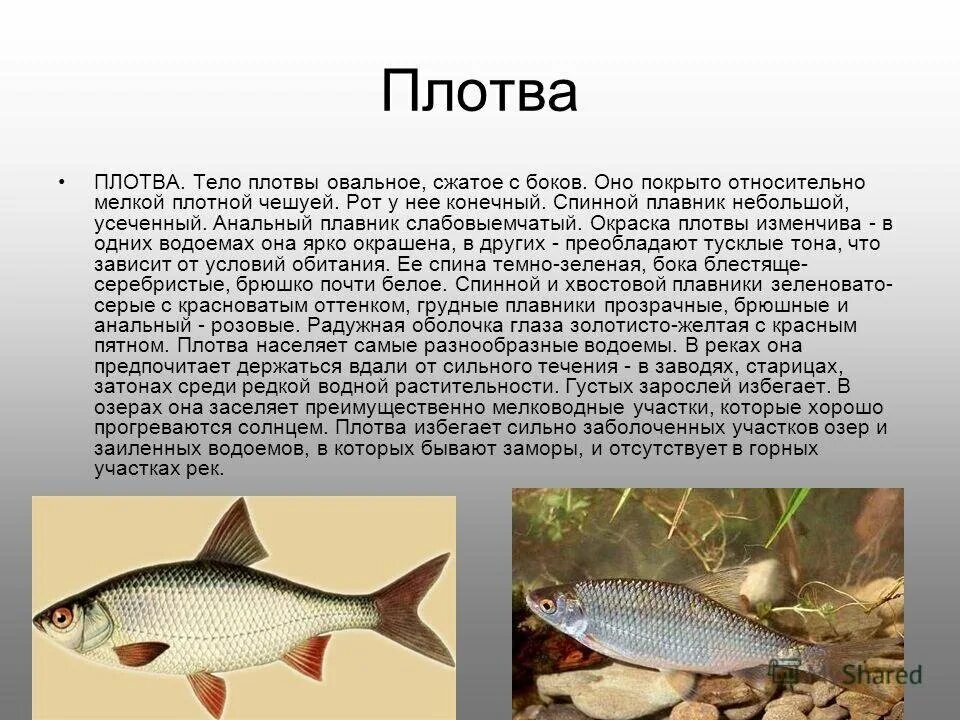 Чем питается плотва. Плотва рыба. тарань и плотва. плотва описание. плотва рыба фото и описание.