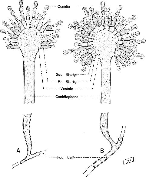 Аспергилл строение. Спороношение аспергилла. Аспергилл строение клетки. Аспергилл строение схема. Спороношение это