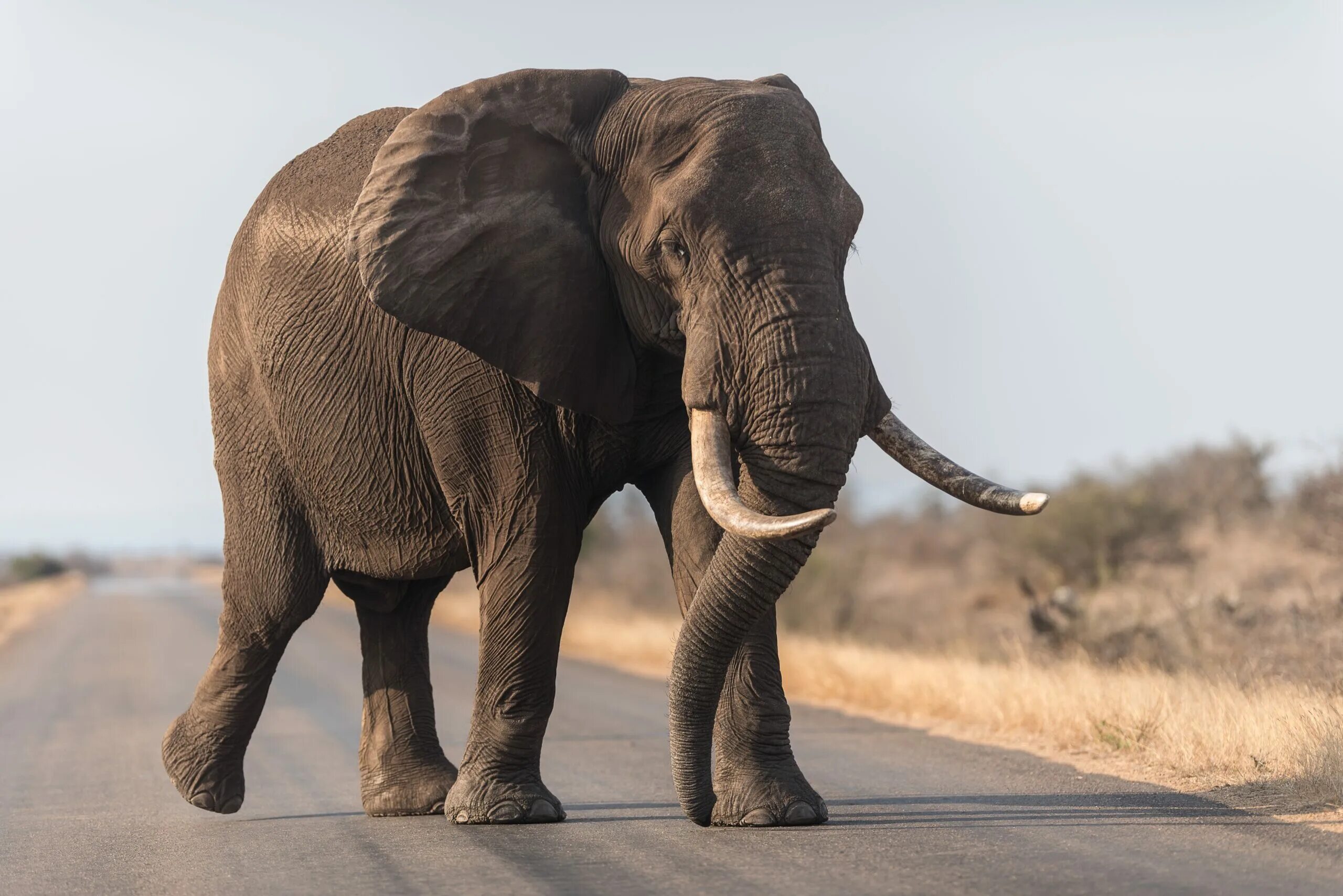 Крупные животные. Африканские и индийские слоны. Gajah. Крупные животные светлые.