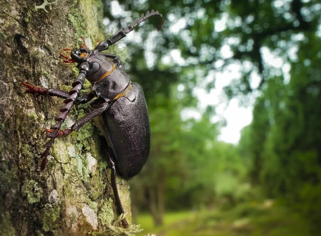 zoology - What beetle is this? - Biology Stack Exchange