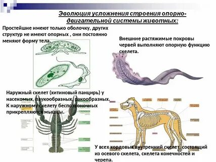 Значение опорно двигательной системы млекопитающих