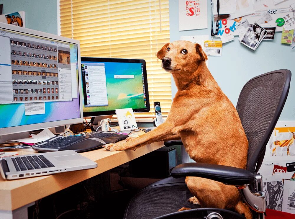 Смешная картинка компьютера. В интернете никто не знает что ты собака. Собака за компьютером. Собака программист. Собака сидит за компьютером.