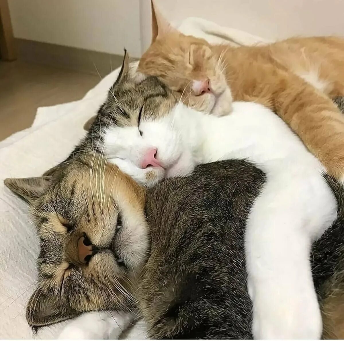 Спящие вместе коты. Кошки обнимашки. котики обнимаются. спящие котята. два котика.