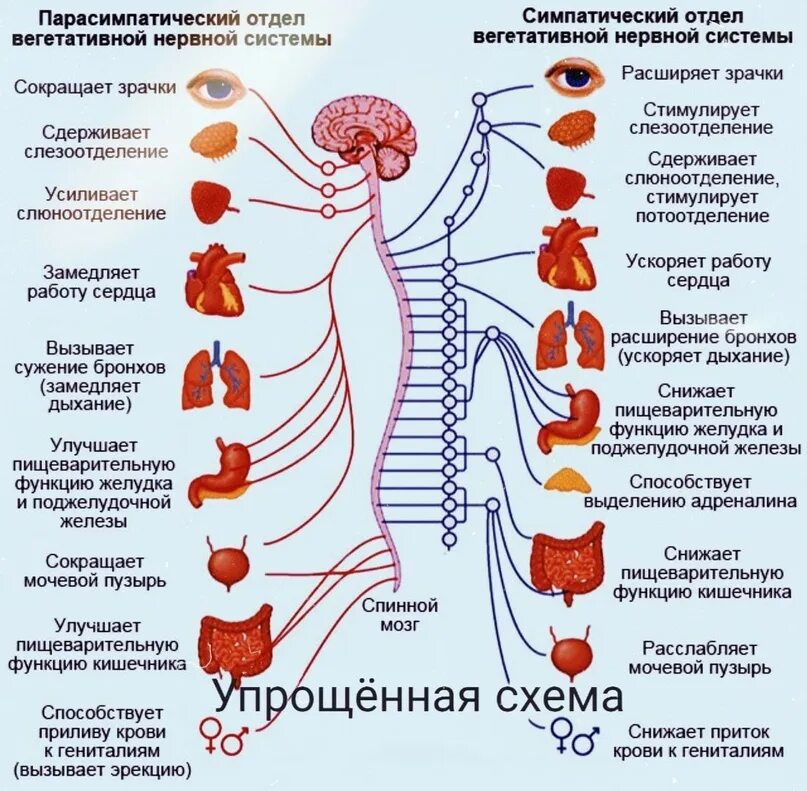 Автономная парасимпатическая симпатическая. Симпатическая вегетативная нервная система. отделы вегетативной нс. строение вегетативной нервной системы человека. схема строения автономной вегетативной нервной системы.