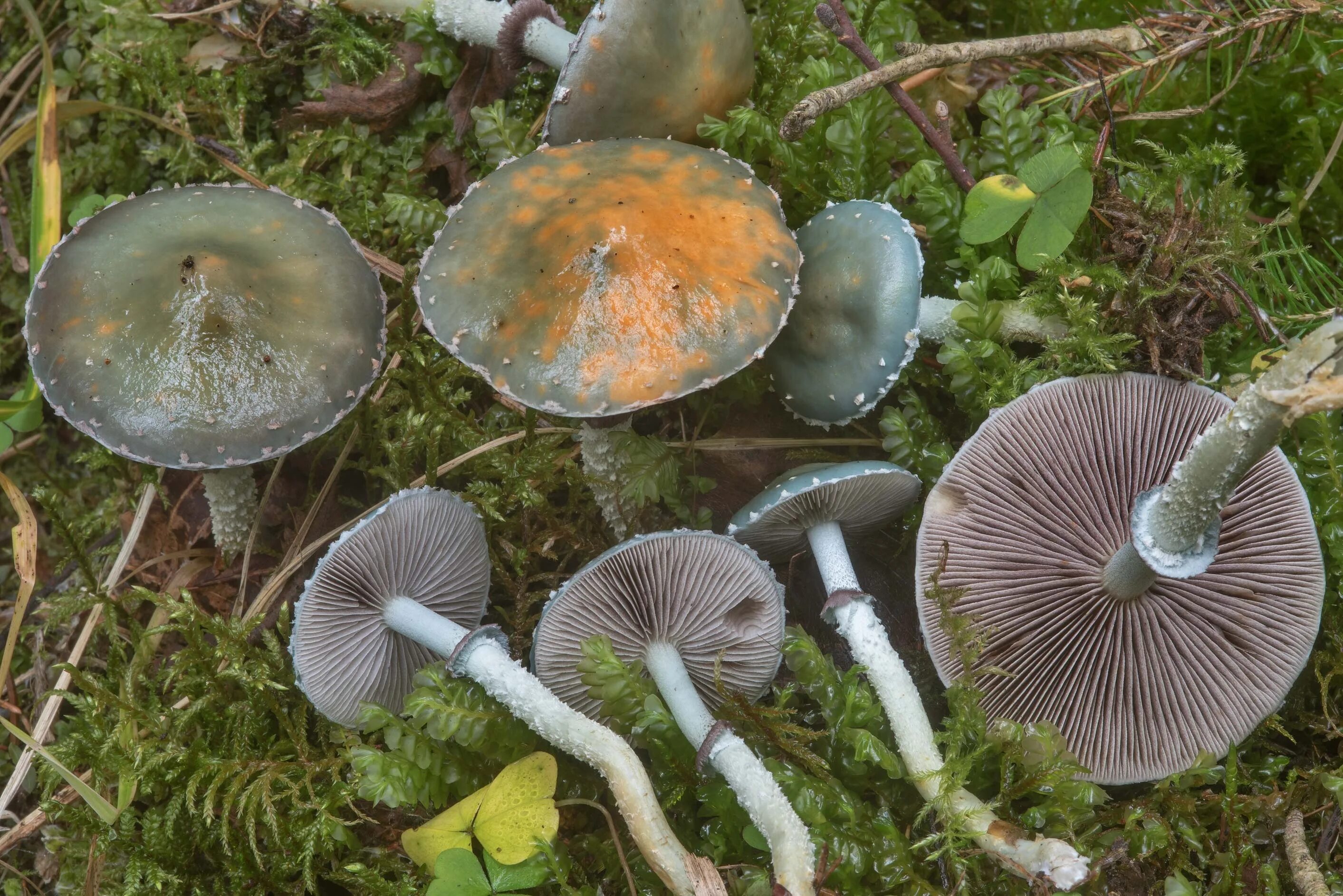 Stropharia aeruginosa (curtis) quél. Гриб строфария сине зеленая. Строфария гриб. Гриб энтолома голубая. Строфария сине зеленая съедобный гриб.