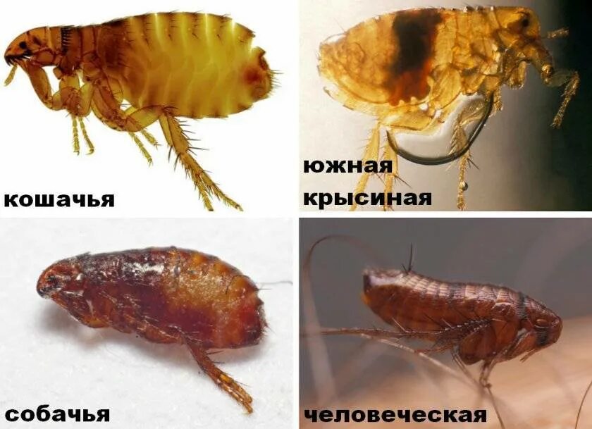 Кошачья блоха живет на человеке. Кошачья блоха живет на человеке