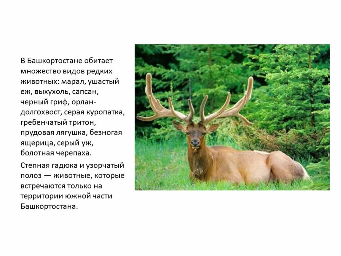 Животное башкирии занесенное в красную. Марал красная книга башкортостана описание. животные красной книги башкортостана. животное красной книги башкортостана. олень марал.